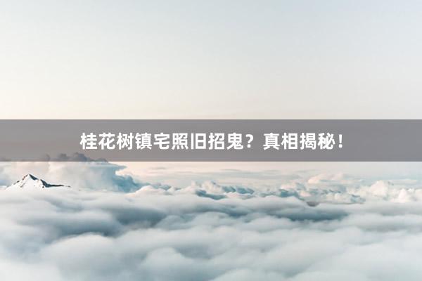 桂花树镇宅照旧招鬼？真相揭秘！